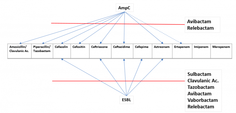 5 Important Things To Know About Extended Spectrum Beta-Lactamases ...